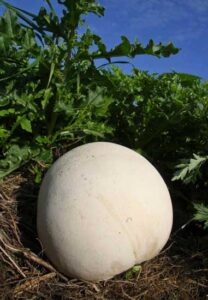 Family Foraging: Giant Puffball Mushroom Image
